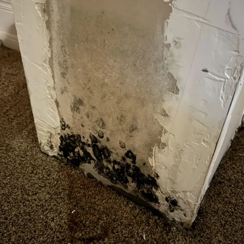 Professional Mold Removal in Pratt County, KS